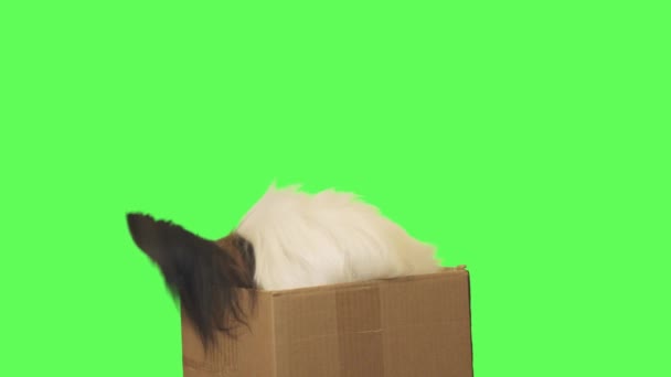 Красивая собака Papillon в картонной коробке вытаскивает игрушку и выпрыгивает на зеленом фоне видео — стоковое видео