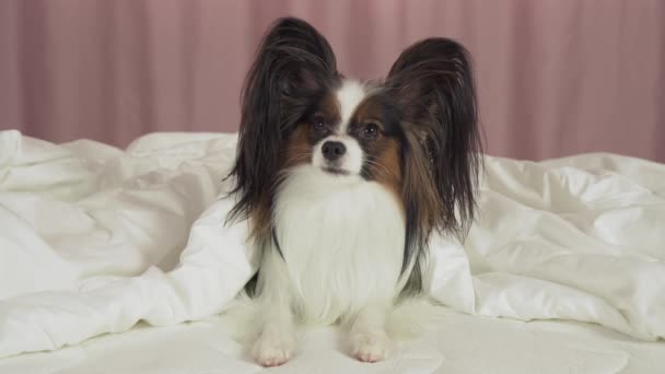 Красивая собака Papillon лежит под одеялом на кровати и смотрит вокруг видео со склада — стоковое видео