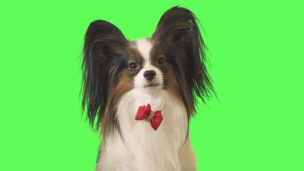 Cão bonito Papillon com arco vermelho está olhando para a câmera e foge em fundo verde imagens de vídeo — Vídeo de Stock