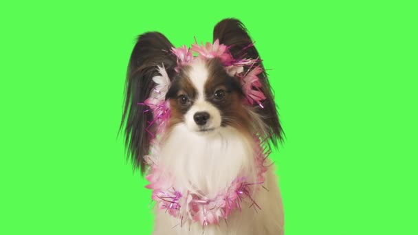 Красивая собака Papillon в гирлянде цветов пристально смотрит на камеру на зеленом фоне видео — стоковое видео