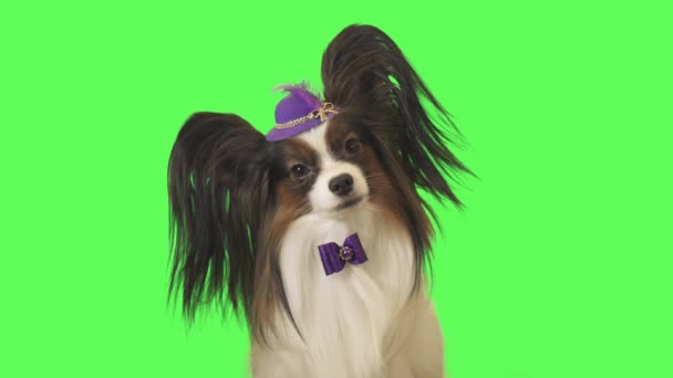 Cão bonito Papillon em chapéu roxo com uma pena e arco está olhando para a câmera em fundo verde imagens de vídeo — Vídeo de Stock