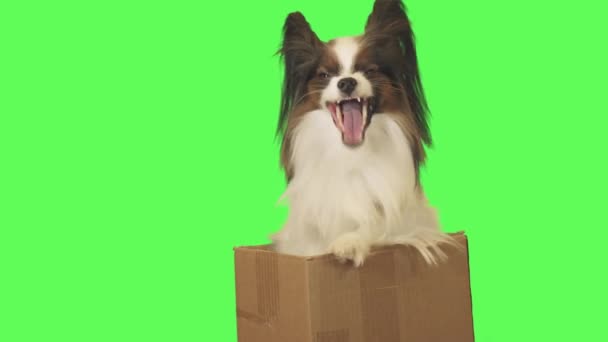 Hermoso perro Papillon en caja de cartón está hablando en verde material de archivo de vídeo de fondo — Vídeos de Stock