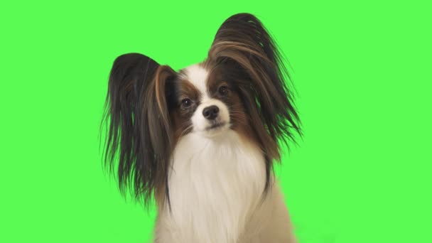 Beautiful dog Papillon looks around on a green background stock footage video — Stock Video