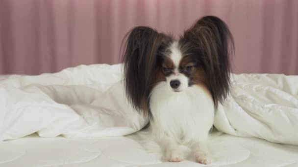 Vacker hund Papillon på sängen kryper ut från under filt arkivfilmer video — Stockvideo