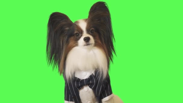 Vacker hund Papillon i kostym med fluga pratar med kameran på grön bakgrund arkivfilmer video — Stockvideo