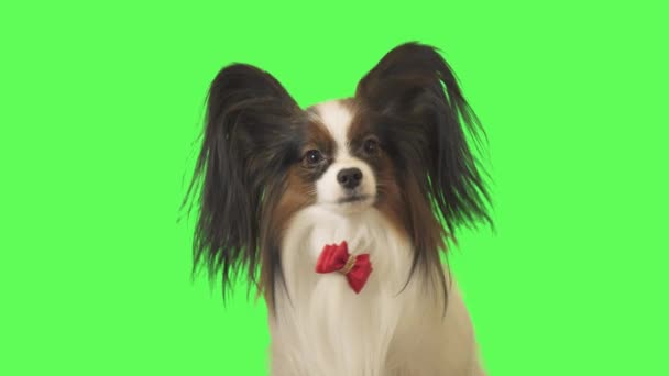Krásný pes Papillon s červenou mašlí se dívá na kameru na zeleném pozadí stopáže videa — Stock video