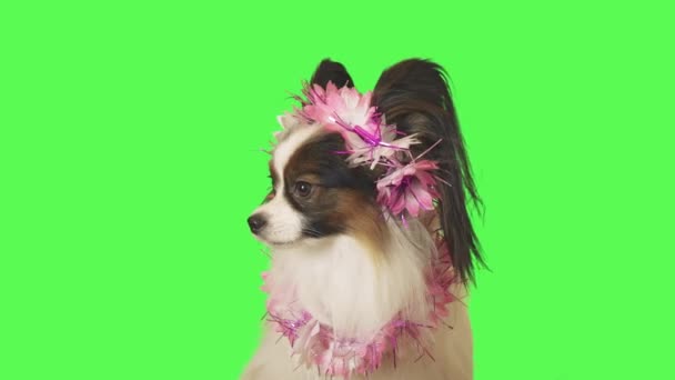 Cão bonito Papillon em guirlanda de flores está falando com a câmera em fundo verde imagens de vídeo — Vídeo de Stock