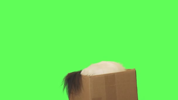 Mooie hond Papillon trekt speelgoed uit een kartonnen doos op groene achtergrond stock footage video — Stockvideo