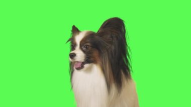 Güzel köpek Papillon kameraya konuşurken ve üzerinde yeşil arka plan Stok görüntüleri video esneme