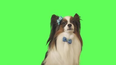 Güzel köpek Papillon mavi fiyonklu yeşil arka plan Stok görüntüleri video konuşuyor