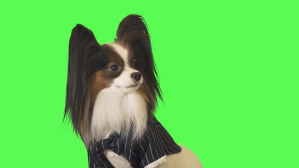 Όμορφο σκυλί Papillon σε ένα επαγγελματικό κοστούμι με παπιγιόν μιλά στην κάμερα σε πράσινο φόντο στοκ πλάνα βίντεο — Αρχείο Βίντεο