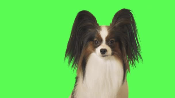 Mooie hond Papillon is in gesprek met camera op groene achtergrond stock footage video — Stockvideo