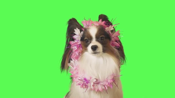 Schöner Hundepapillon in Blumengirlande blickt gespannt in die Kamera auf grünem Hintergrund — Stockvideo