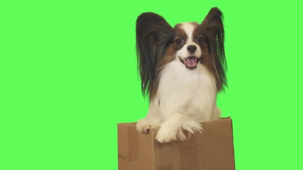 Magnifique chien Papillon dans une boîte en carton parle sur fond vert stock vidéo 