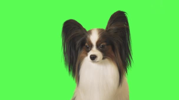 Beautiful dog Papillon looks around on green background stock footage video — Stock Video