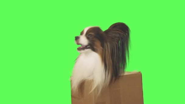 Magnifique chien Papillon dans une boîte en carton parle sur fond vert stock vidéo 