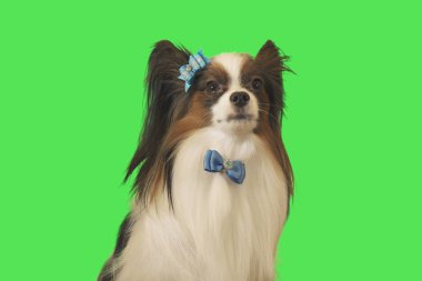 Güzel köpek Papillon yeşil zemin üzerine mavi fiyonklu