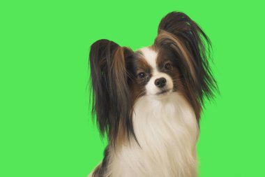Güzel köpek Papillon erkek yeşil zemin üzerine