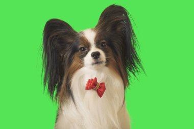 Güzel köpek Papillon yeşil zemin üzerine kırmızı yay ile