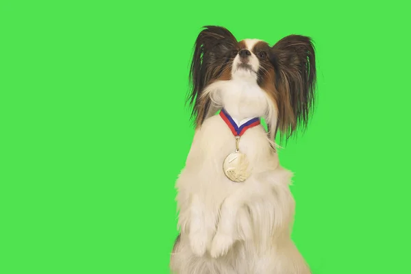 Vacker hund Papillon med medalj för första plats på halsen på grön bakgrund — Stockfoto