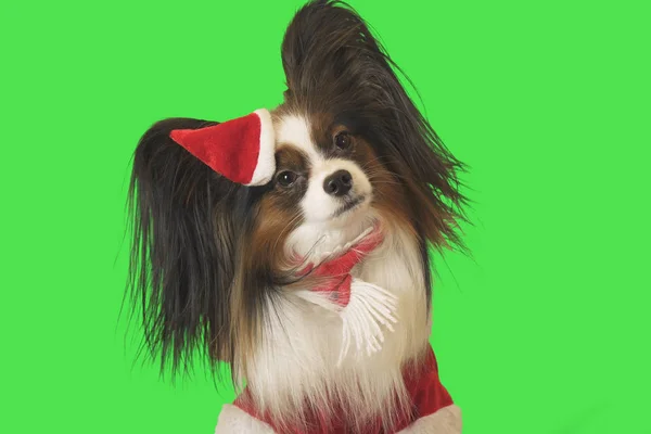 Vacker hund Papillon i Santa Claus kostym på grön bakgrund — Stockfoto