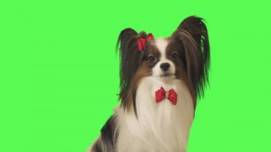 Güzel köpek Papillon kırmızı yay ile yeşil arka plan Stok görüntüleri video kameraya bakıyor