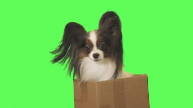 Etrafına bakıyor güzel köpek Papillon karton kutu içinde yeşil arka plan Stok görüntüleri video