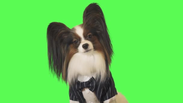 Красивая собака Papillon в деловом костюме с бабочкой галстук разговаривает с камерой на зеленом фоне видео — стоковое видео