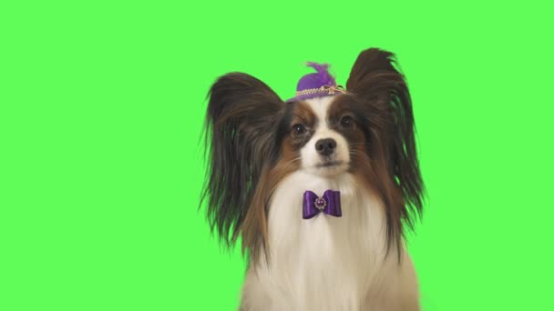 Όμορφο σκυλί Papillon σε ένα μοβ καπέλο με φτερό και φιόγκο μιλά σε πράσινο φόντο στοκ πλάνα βίντεο — Αρχείο Βίντεο