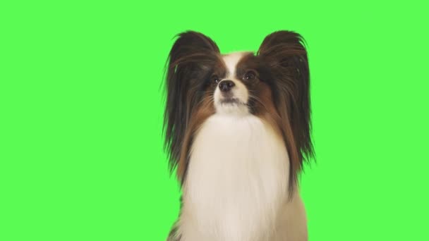 Hermoso perro Papillon mira alrededor de fondo verde material de archivo de vídeo — Vídeos de Stock