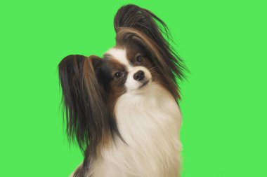 Güzel köpek Papillon erkek yeşil zemin üzerine