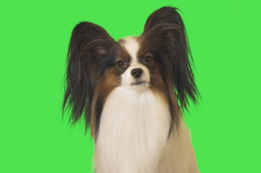 Güzel köpek Papillon erkek yeşil zemin üzerine