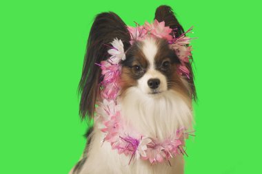 Güzel köpek Papillon yeşil zemin üzerine çiçek çelenk