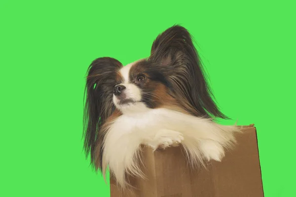 Hermoso perro Papillon en caja de cartón sobre fondo verde — Foto de Stock