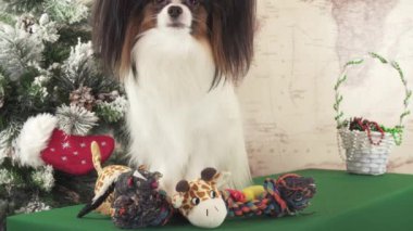 Papillon köpek ile Noel ağacı Stok görüntüleri video yakınındaki yumuşak oyuncaklar