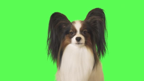 Vacker hund Papillon tittar uppmärksamt på kameran på grön bakgrund arkivfilmer video — Stockvideo