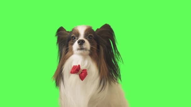 Krásný pes Papillon s červenou mašlí mluví na zeleném pozadí stopáže videa — Stock video