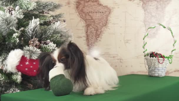 Papillon dog is trying to get a gift from the Christmas felt near Christmas tree stock footage video — Stock Video