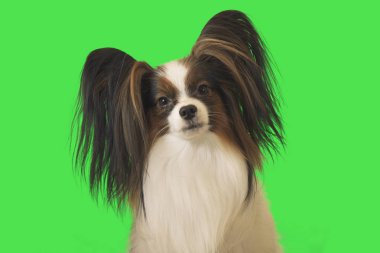 Güzel köpek Papillon erkek yeşil zemin üzerine