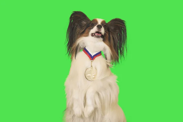 Vacker hund Papillon med medalj för första plats på halsen på grön bakgrund — Stockfoto