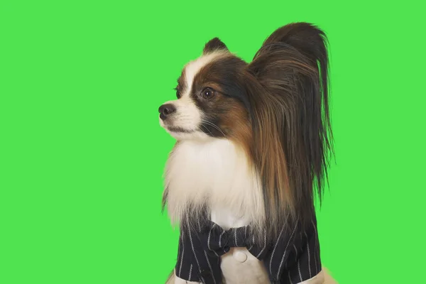 Magnifique chien Papillon en costume d'affaires avec noeud papillon sur fond vert — Photo