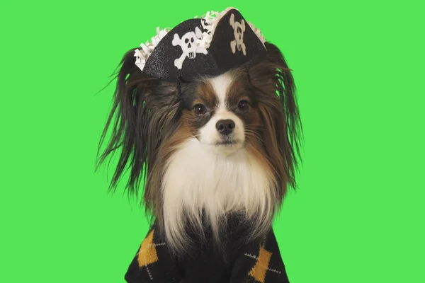 美丽的狗帕皮龙在海盗服装在绿色背景 — 图库照片