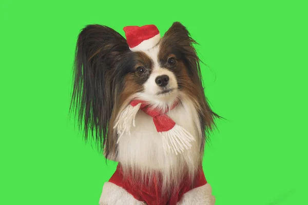 美丽的狗帕皮龙在圣诞老人服装在绿色背景 — 图库照片