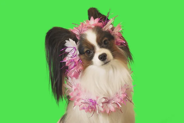 美丽的狗帕皮龙在花环在绿色背景 — 图库照片