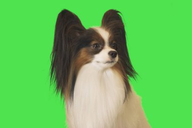 Güzel köpek Papillon erkek yeşil zemin üzerine