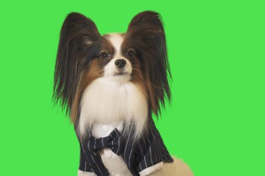Güzel köpek Papillon iş uygun papyon yeşil zemin üzerine ile