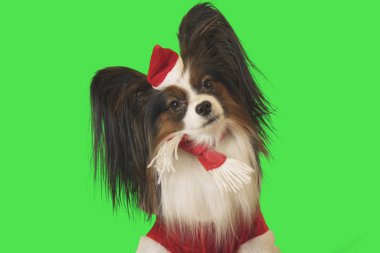 Güzel köpek Papillon Noel Baba kostüm yeşil zemin üzerine