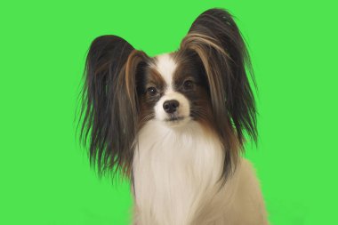 Güzel köpek Papillon erkek yeşil zemin üzerine