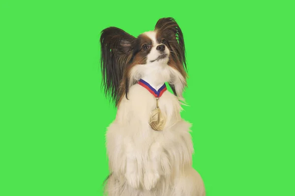 Vacker hund Papillon med medalj för första plats på halsen på grön bakgrund — Stockfoto
