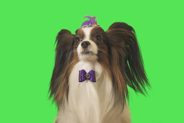 Hermoso perro Papillon en sombrero púrpura con plumas y lazo sobre fondo verde — Foto de Stock